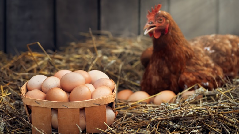 A chicken sits next to a basket of eggs in a coop