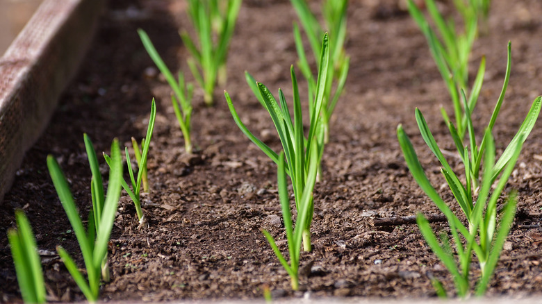 sprouted garlic growing in rows