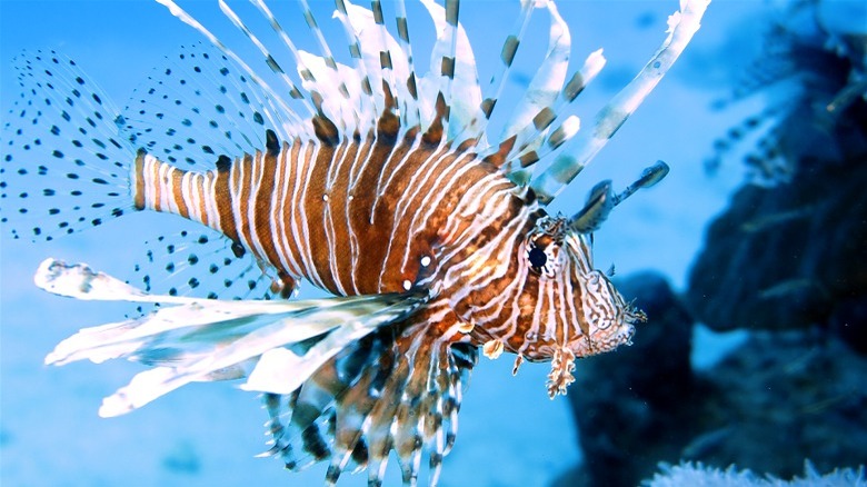 Lionfish in ocean