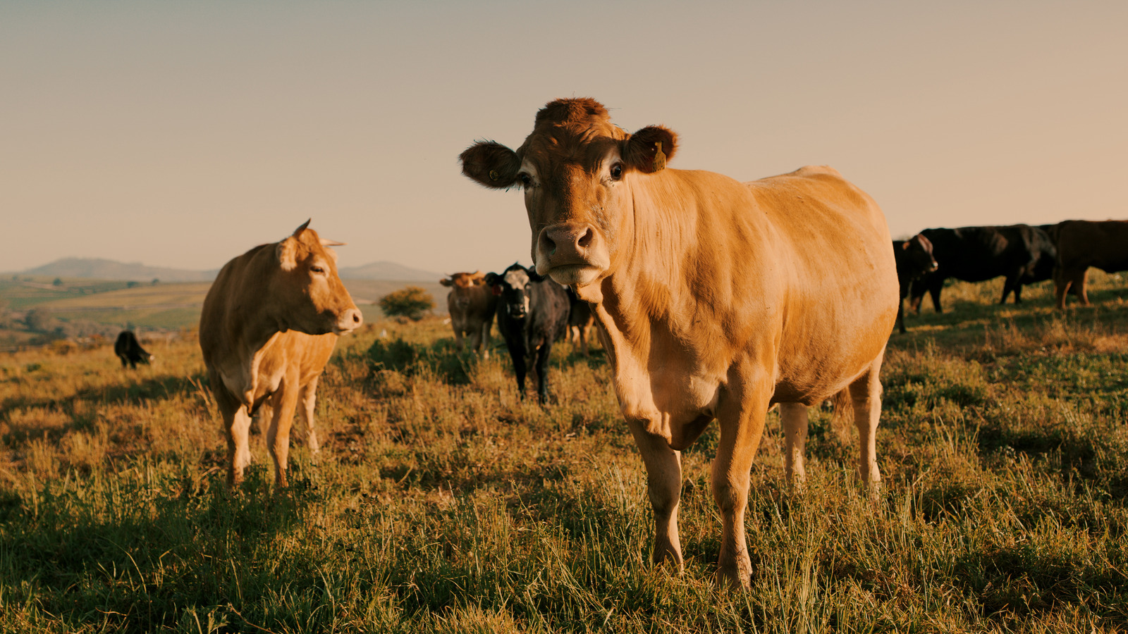 الفرق في النكهة بين لحم البقر الذي يتغذى على العشب ولحم البقر الذي يتغذى على الحبوب