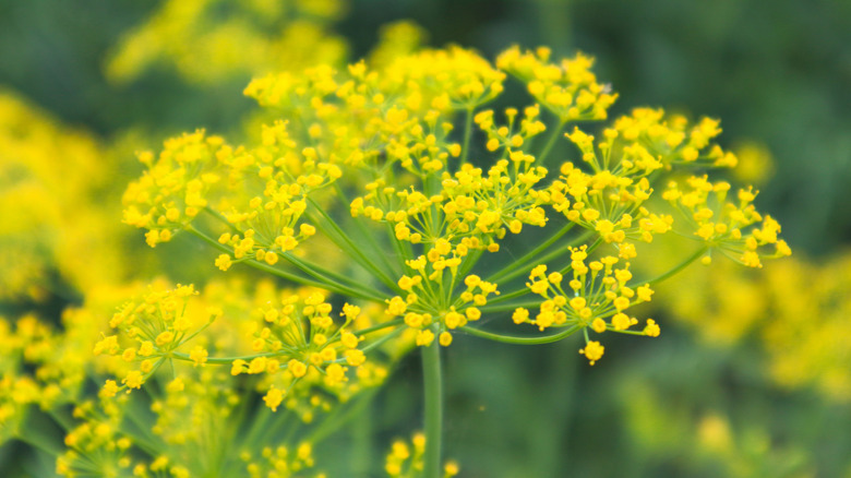 Yellow fennel flowers in close-up.