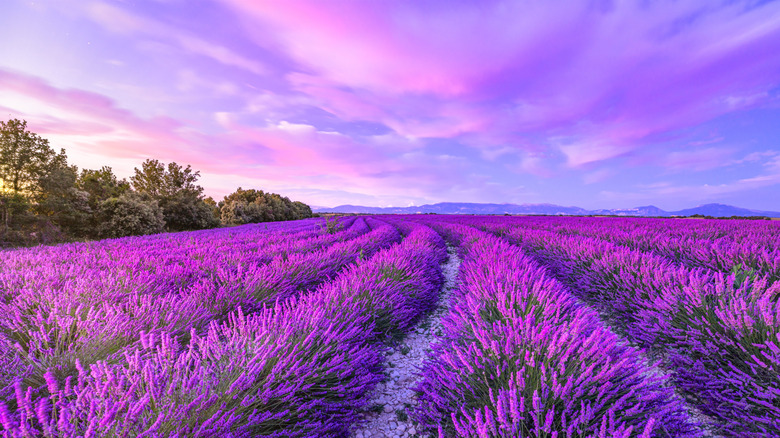 A huge, beautiful lavender field at sunset.