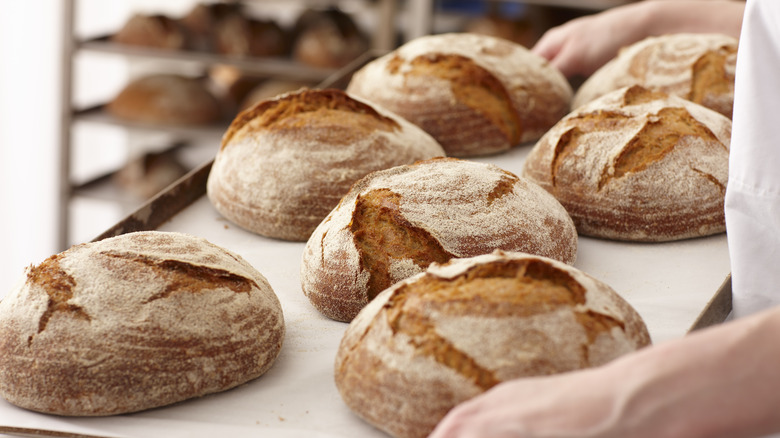 Freshly-baked loaves of bread