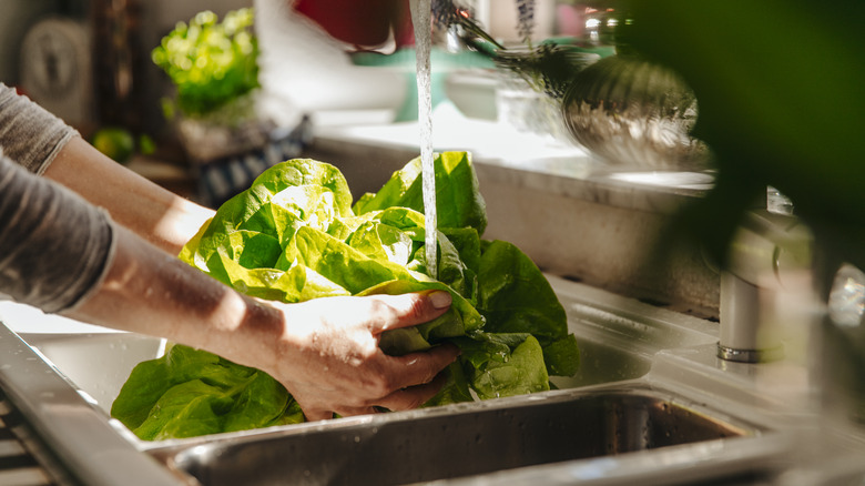 A person washing lettuce in a sink