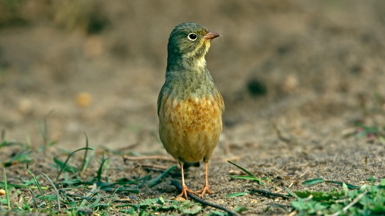 Ortolan bunting 