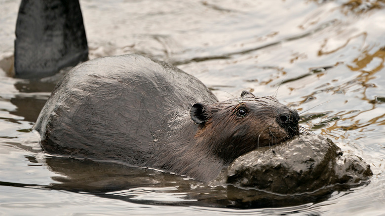 beaver swimming