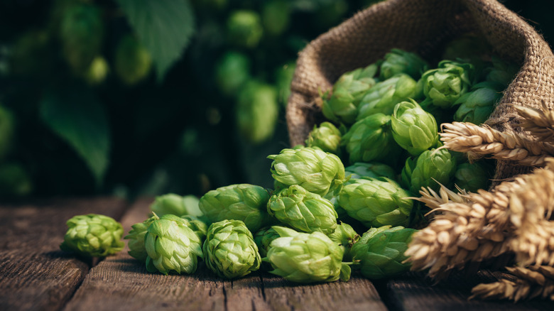 Displayed bag of hops