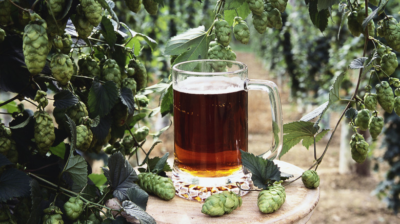 Beer pint with hop plants