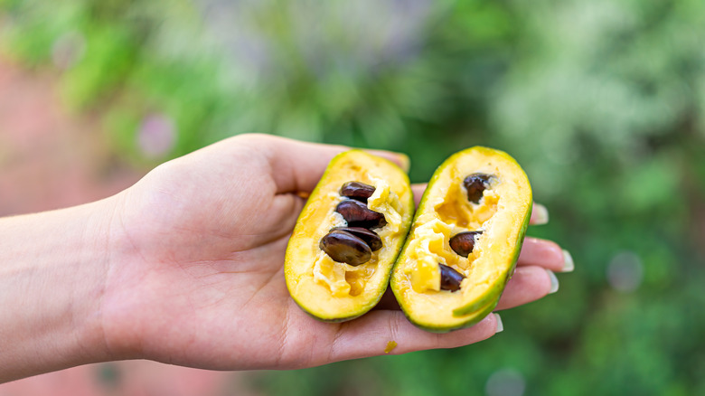 Pawpaw fruit sliced in half