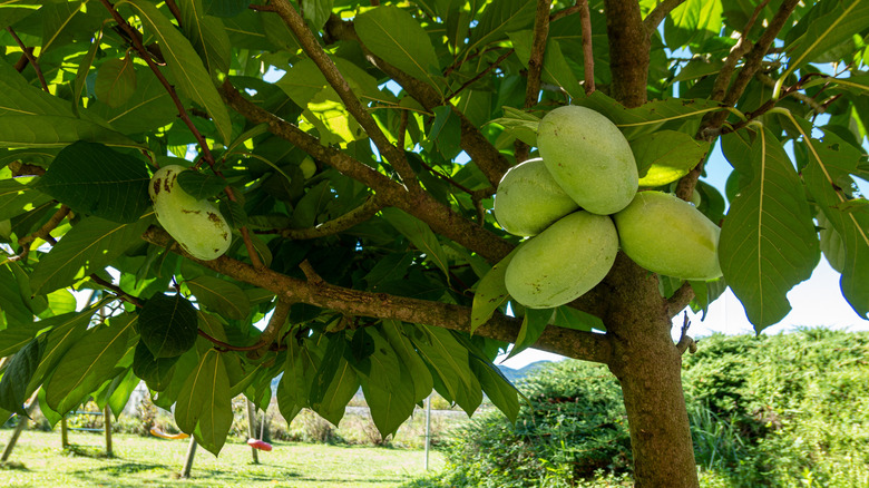 Pawpaw fruit on tree