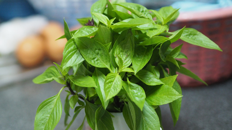 Thai basil in a pot