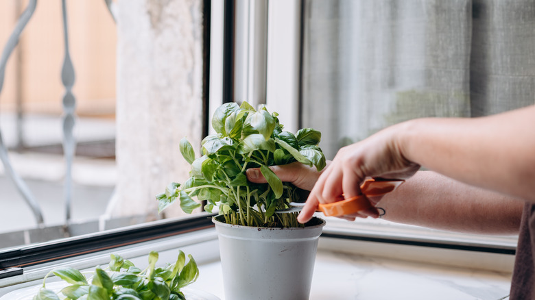 Hands harvesting basil from pot