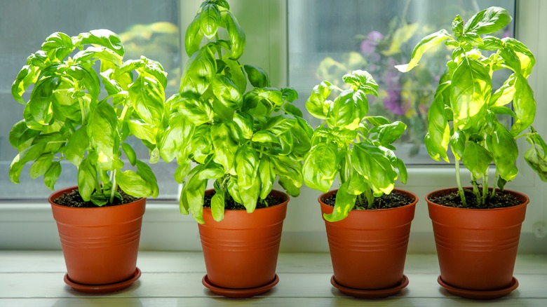 Four pots of sweet basil