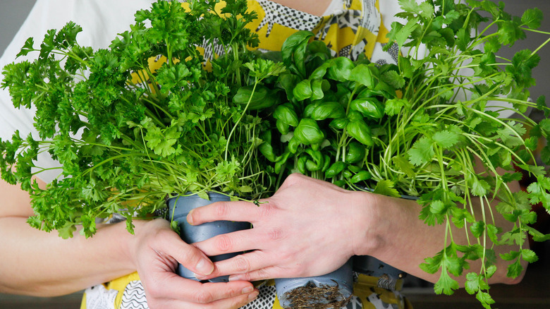 Hands holding bunches of herbs