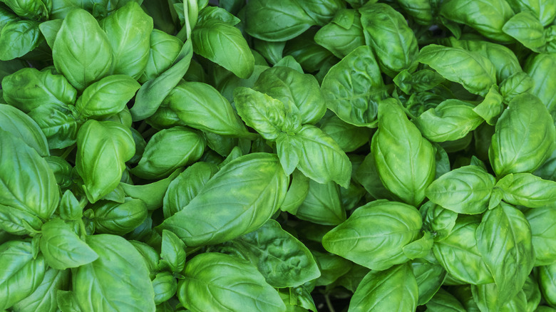 Densely growing stems of basil