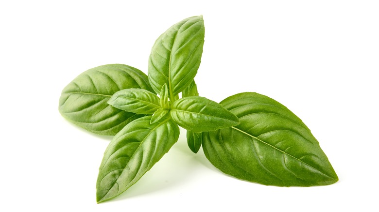 Sweet basil on white background