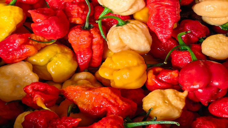 A mix of red and yellow spicy peppers, including the Carolina Reaper