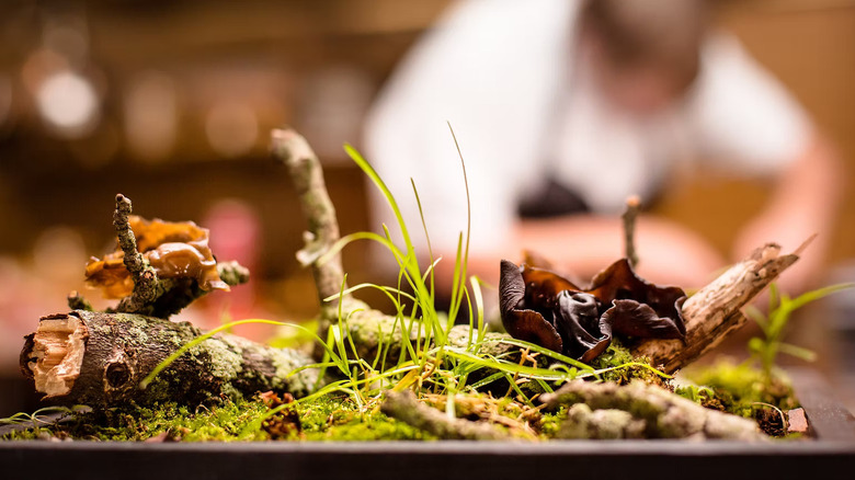 Close-up shot of plants and mushrooms
