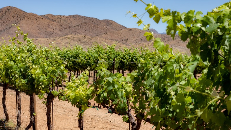 Vineyard in Arizona with desert mountains 