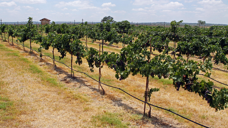 Grape vines growing at a Texas winery.