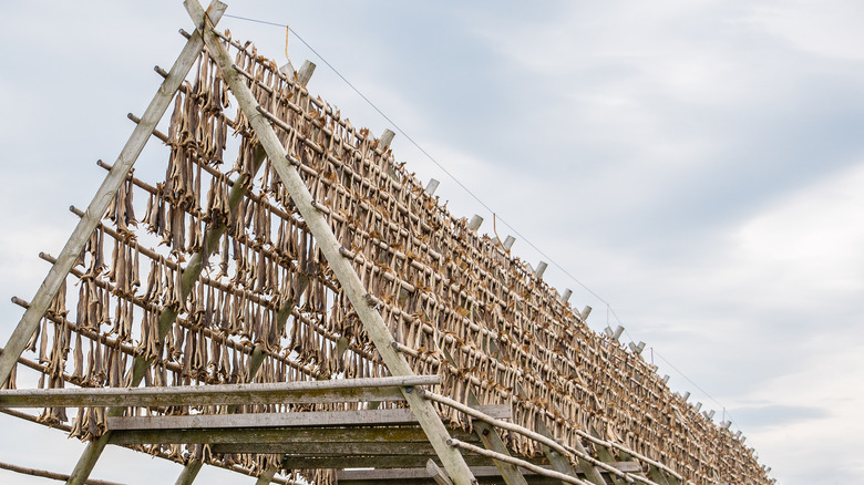 lutefisk being dried on racks