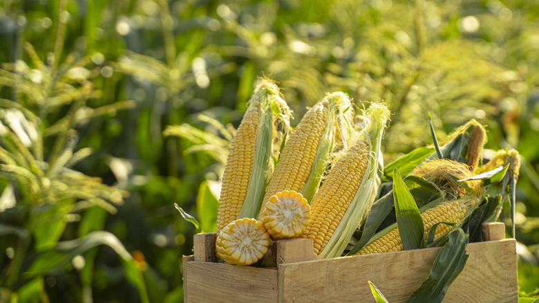 Basket of corn