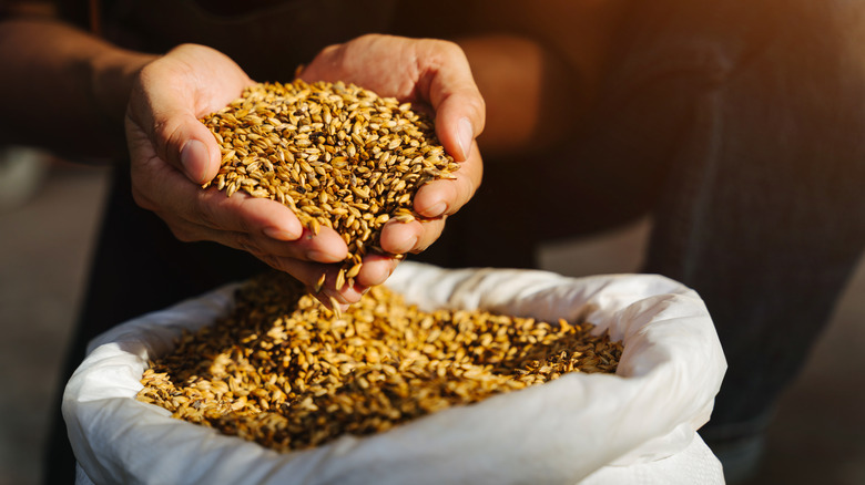 Holding barley grains for beer brewing