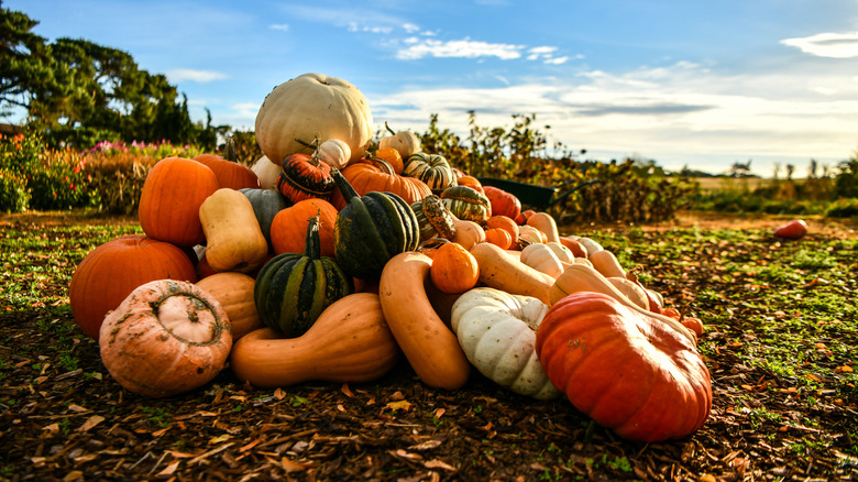 Pumpkin and squash in field