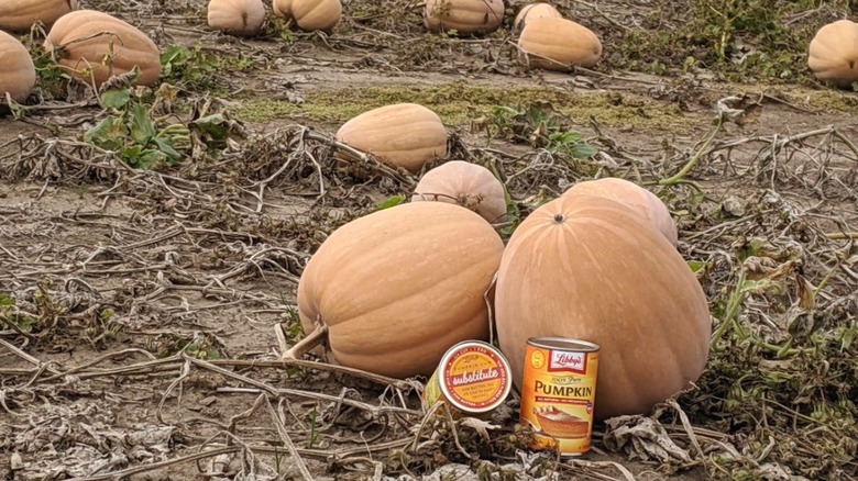 Large pile of Dickinson pumpkins
