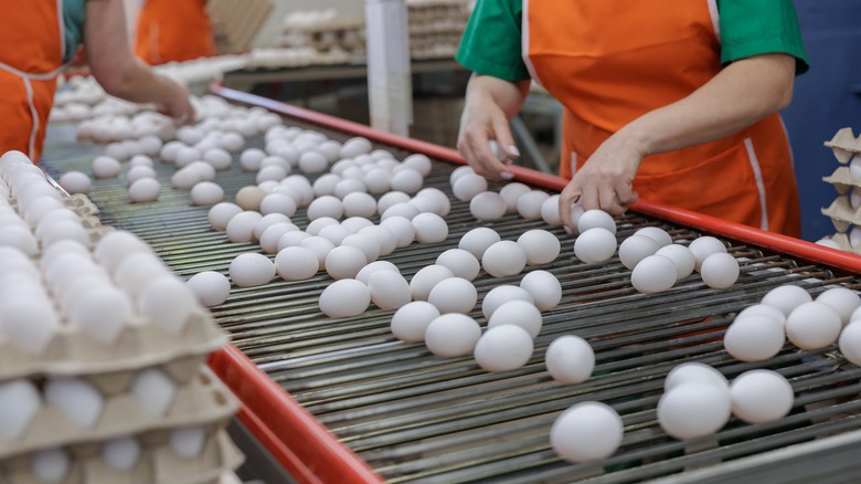 Workers sorting eggs