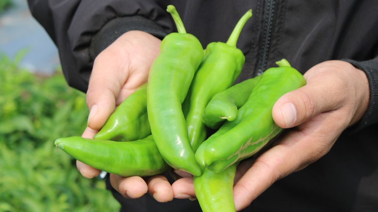 Close up of hands holding green Hatch peppers