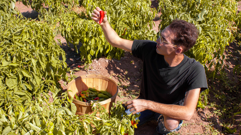 Farmer examining red Hatch chilli pepper