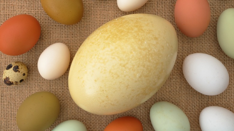 Ostrich egg with smaller eggs