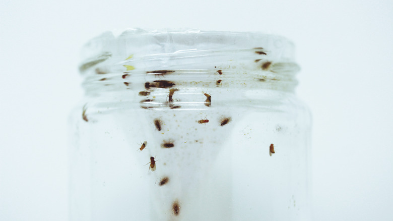 Fruit flies trapped in jar