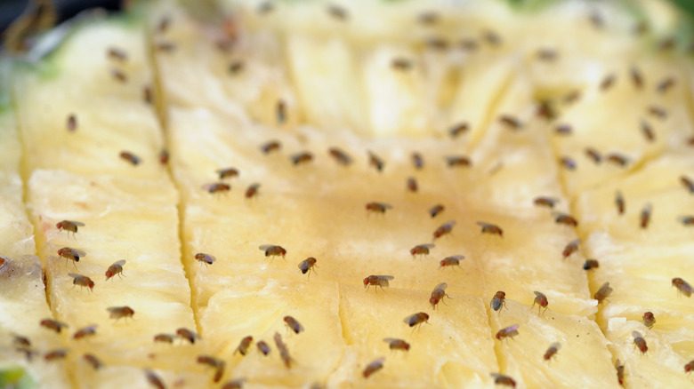 Fruit flies on fruit