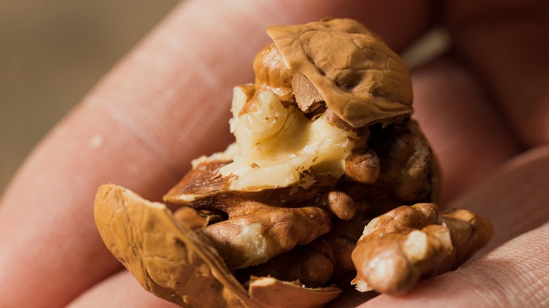 Hand holding a shelled walnut