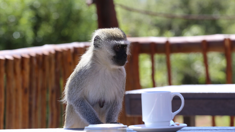 Monkey sat at table with coffee cup