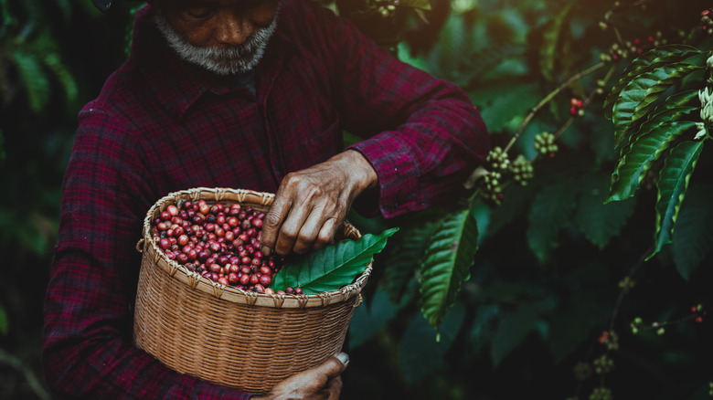 Person harvesting coffee cherries