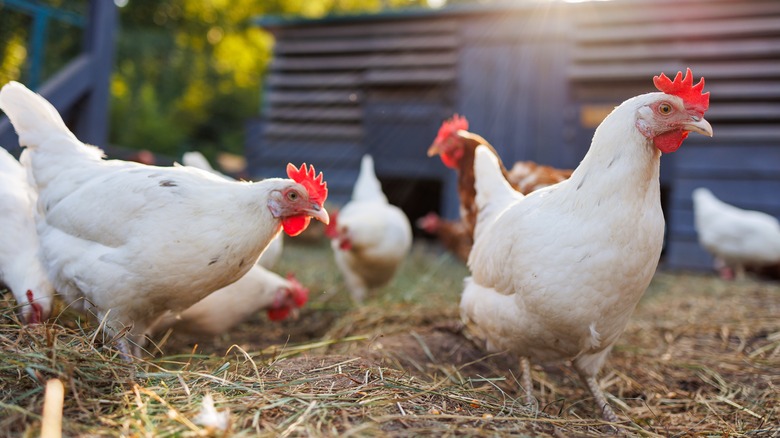 White and brown chickens peck through hay in a yard