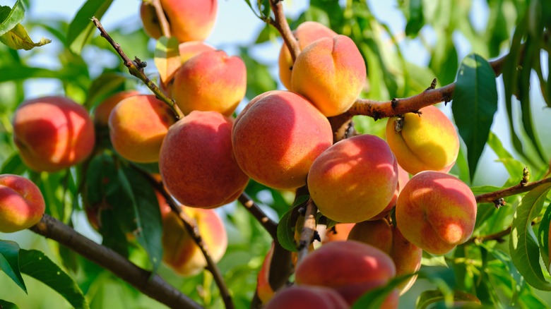 A fruit-laden branch of a peach tree