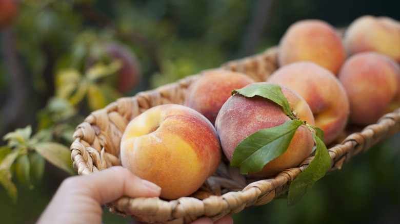 Person's hand holding a basket of peaches