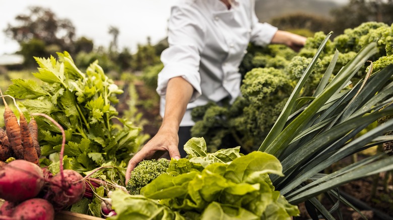 Chef gathering fresh vegetables