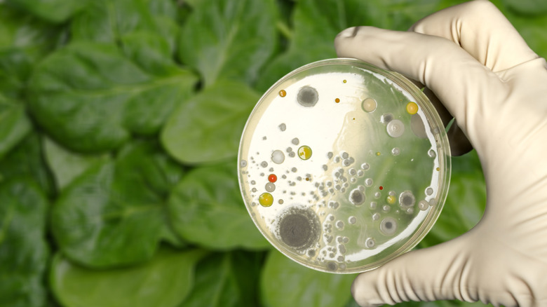 A petri dish, with growing microbes, held in front of fresh, green spinach leaves.