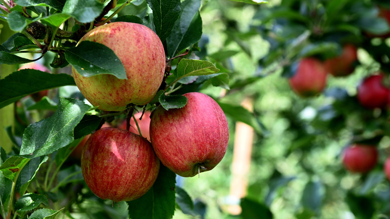 Apples hanging from a tree