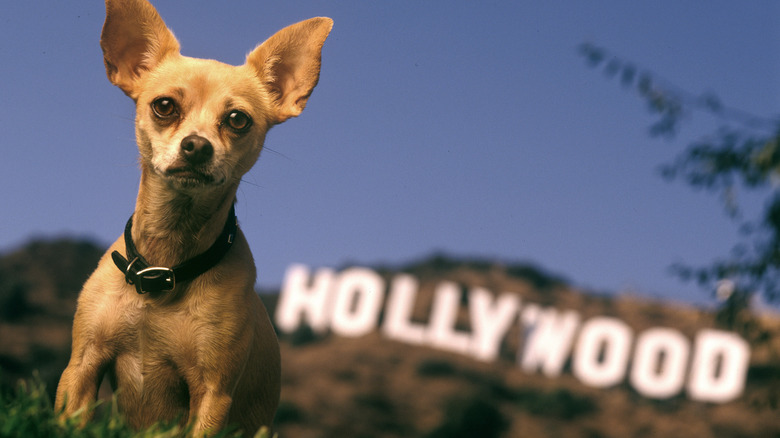 Gidget, the Taco Bell dog, in front of the Hollywood sign in 1998