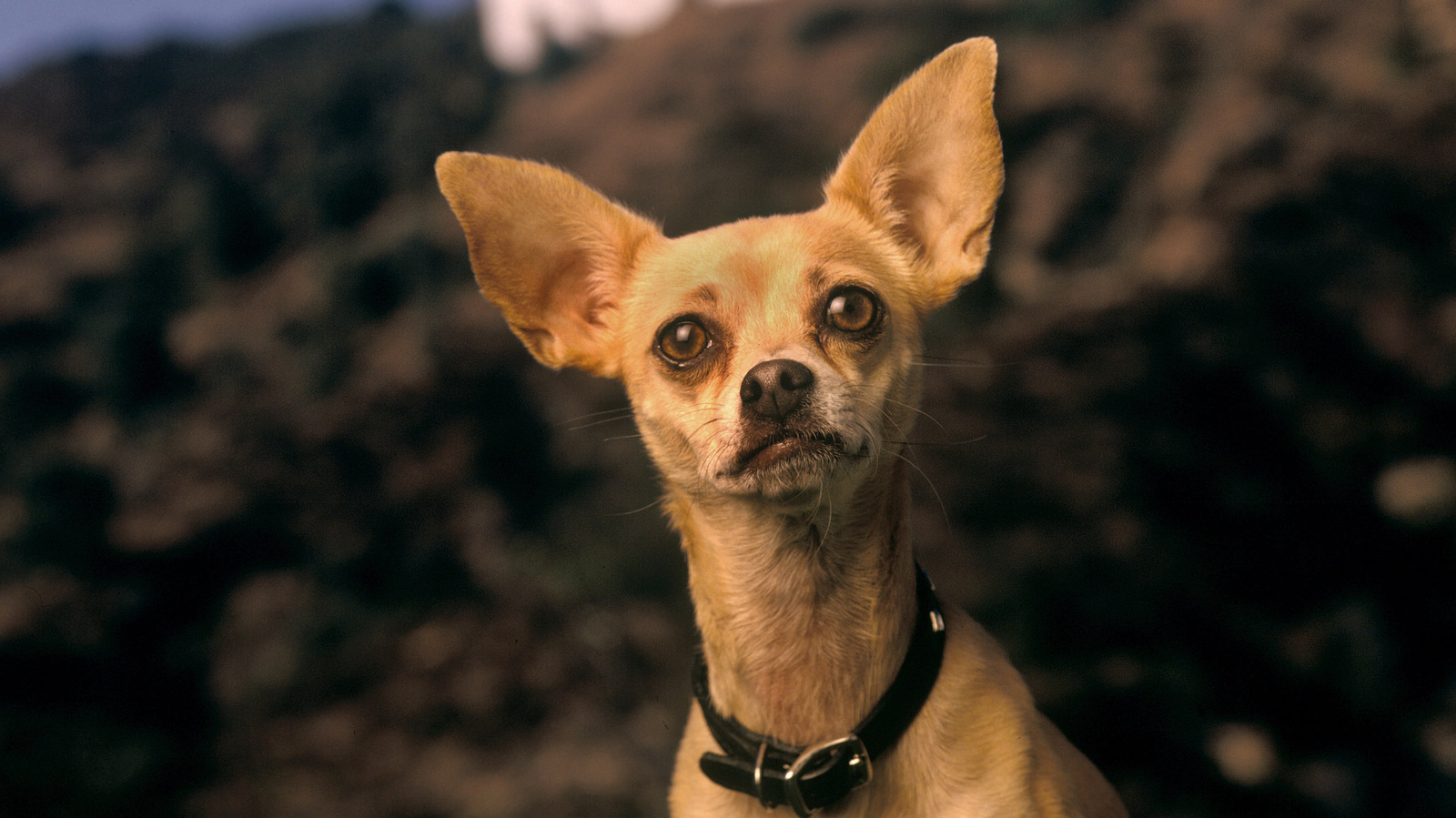 The Rise And Fall Of The Taco Bell Chihuahua