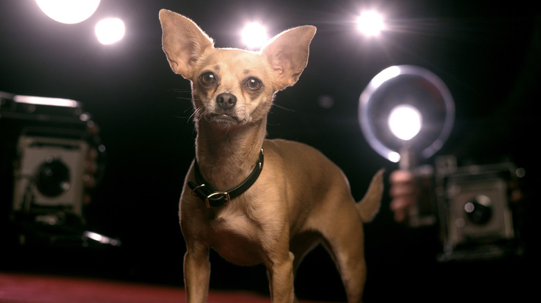 Gidget, the Taco Bell dog, in 1998