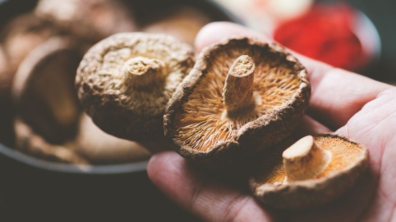 Hand holding dried shiitake mushrooms