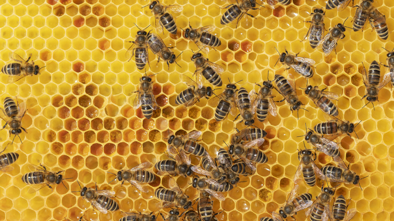 Bees working over honeycombs