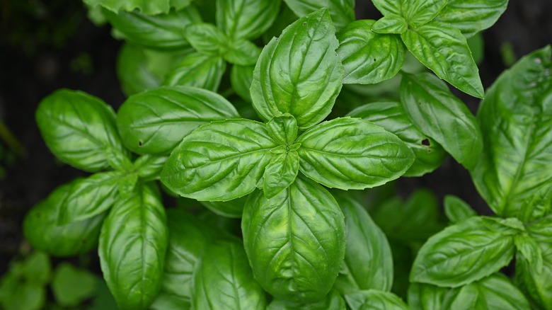 Close-up of a basil plant